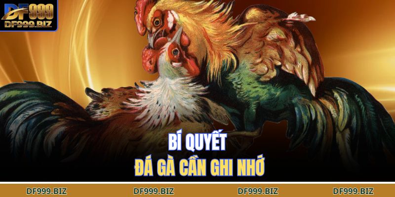 Bí quyết đá gà cần ghi nhớ