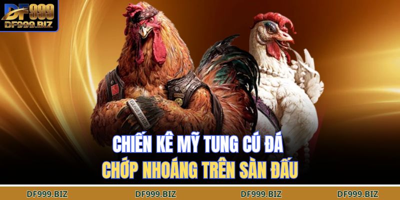 Chiến kê Mỹ tung cú đá chớp nhoáng trên sàn đấu