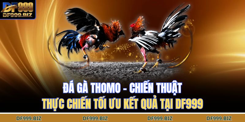 Đá gà thomo