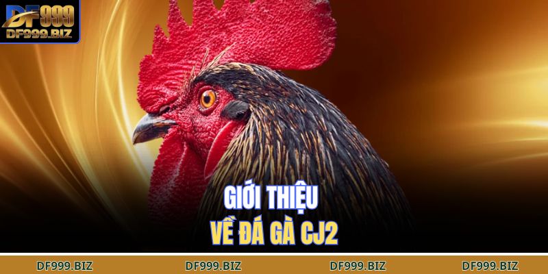 Giới Thiệu Về Đá Gà Cj2