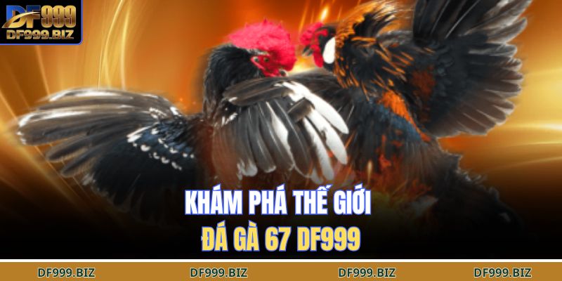 Khám phá thế giới đá gà 67 DF999